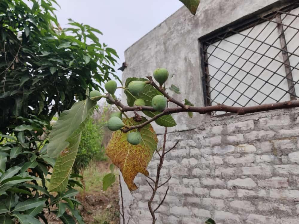 Anjani Farms Villa Nagpur Exterior foto